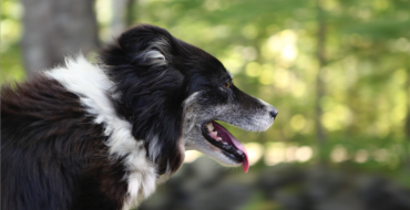 Wellscroft Border Collies