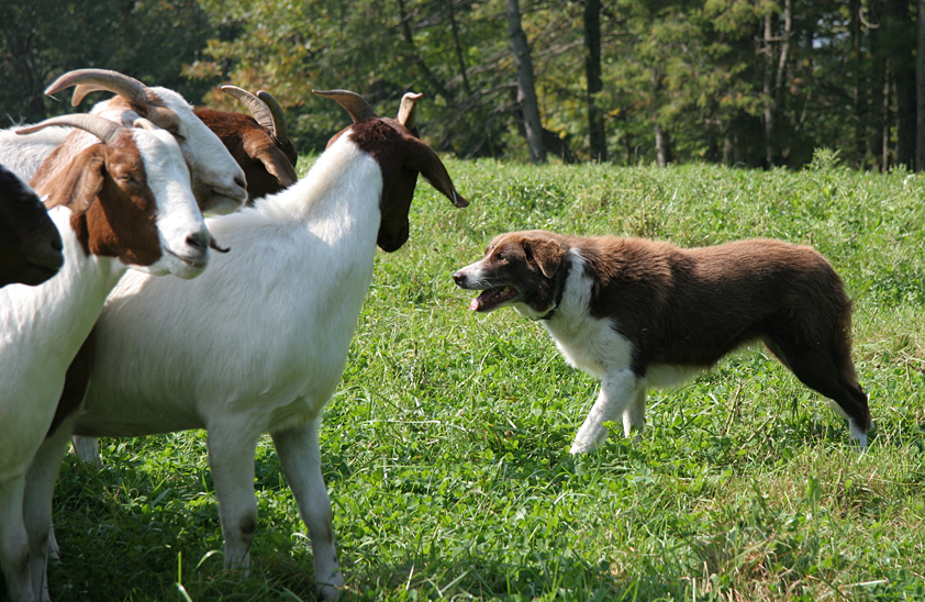 red short haired border collie