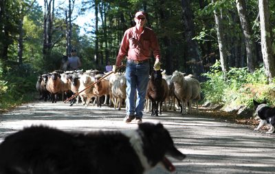It is a common sight to see David or his shepherd herding a large flock of sheep through the streets of Chesham on their way to a new pasture.