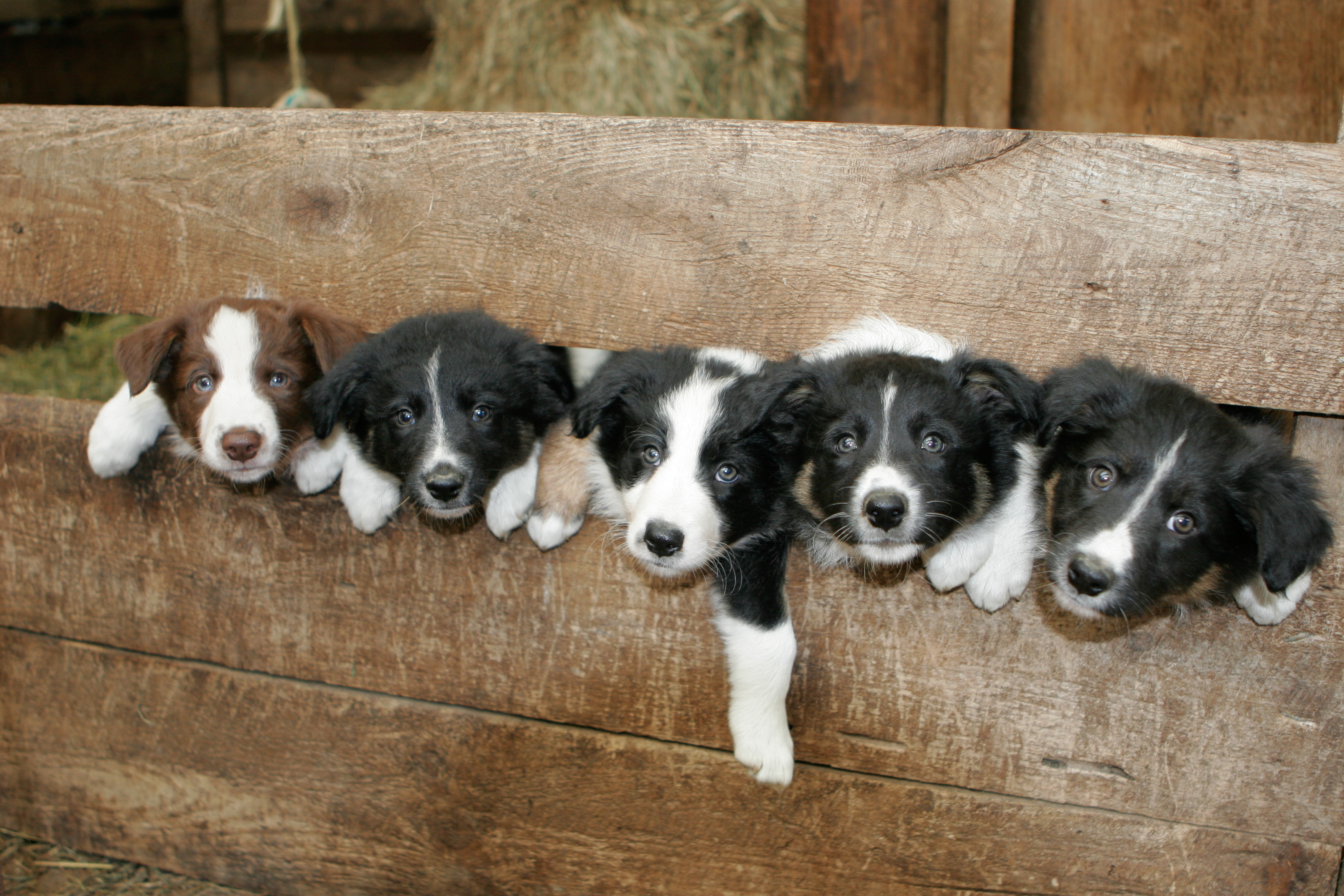 Border collie hot sale farm