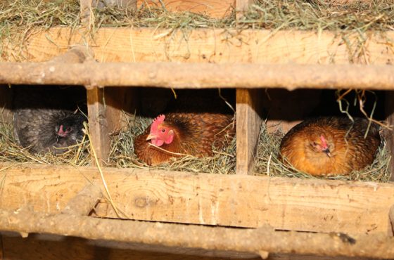 wellscroft-chickens
